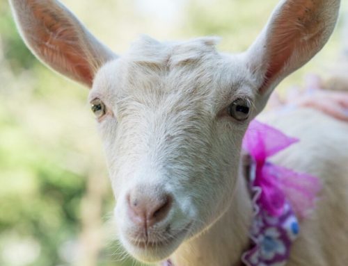 The Benefits of Yoga – and Why Goat Yoga May Be Even Better