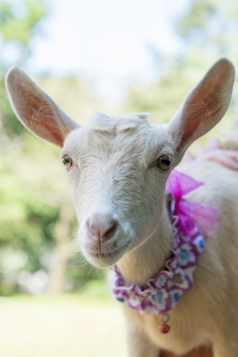 Goat Yoga Long Island