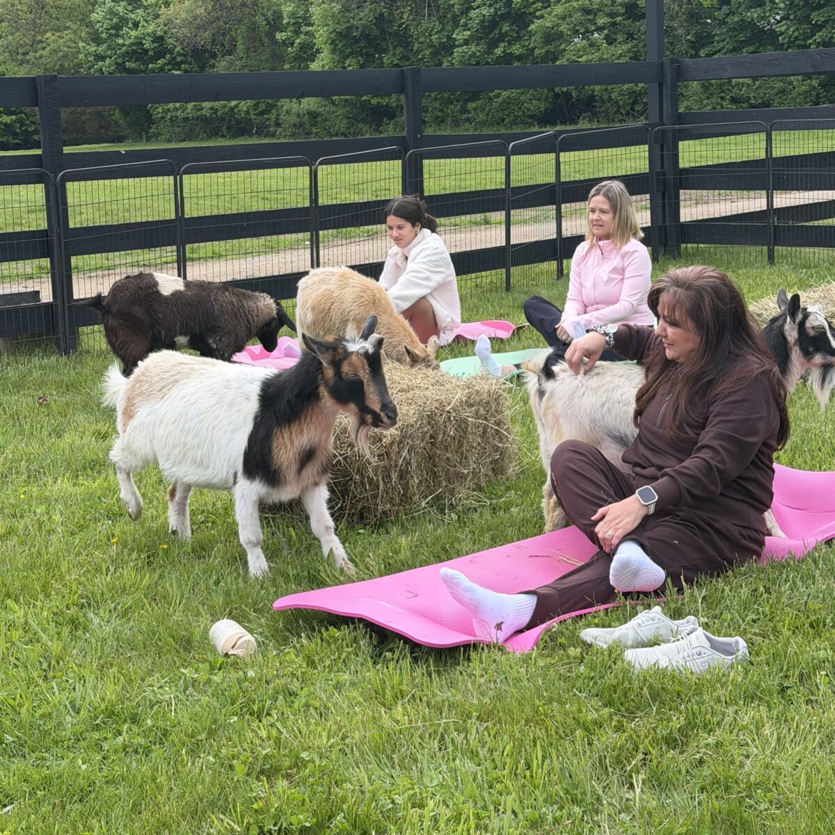 Where can I do Goat Yoga on Long Island