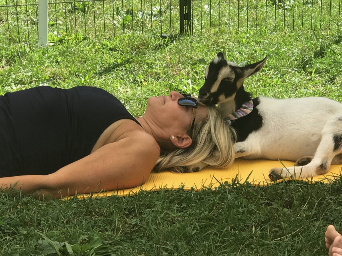 Long Island goat yoga