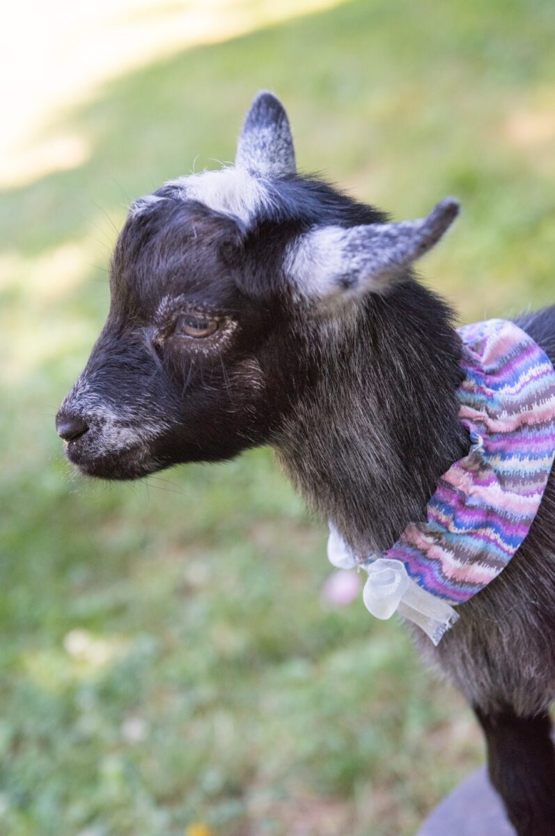 Goat Yoga Long Island