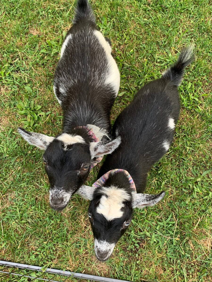 goat yoga Suffolk County