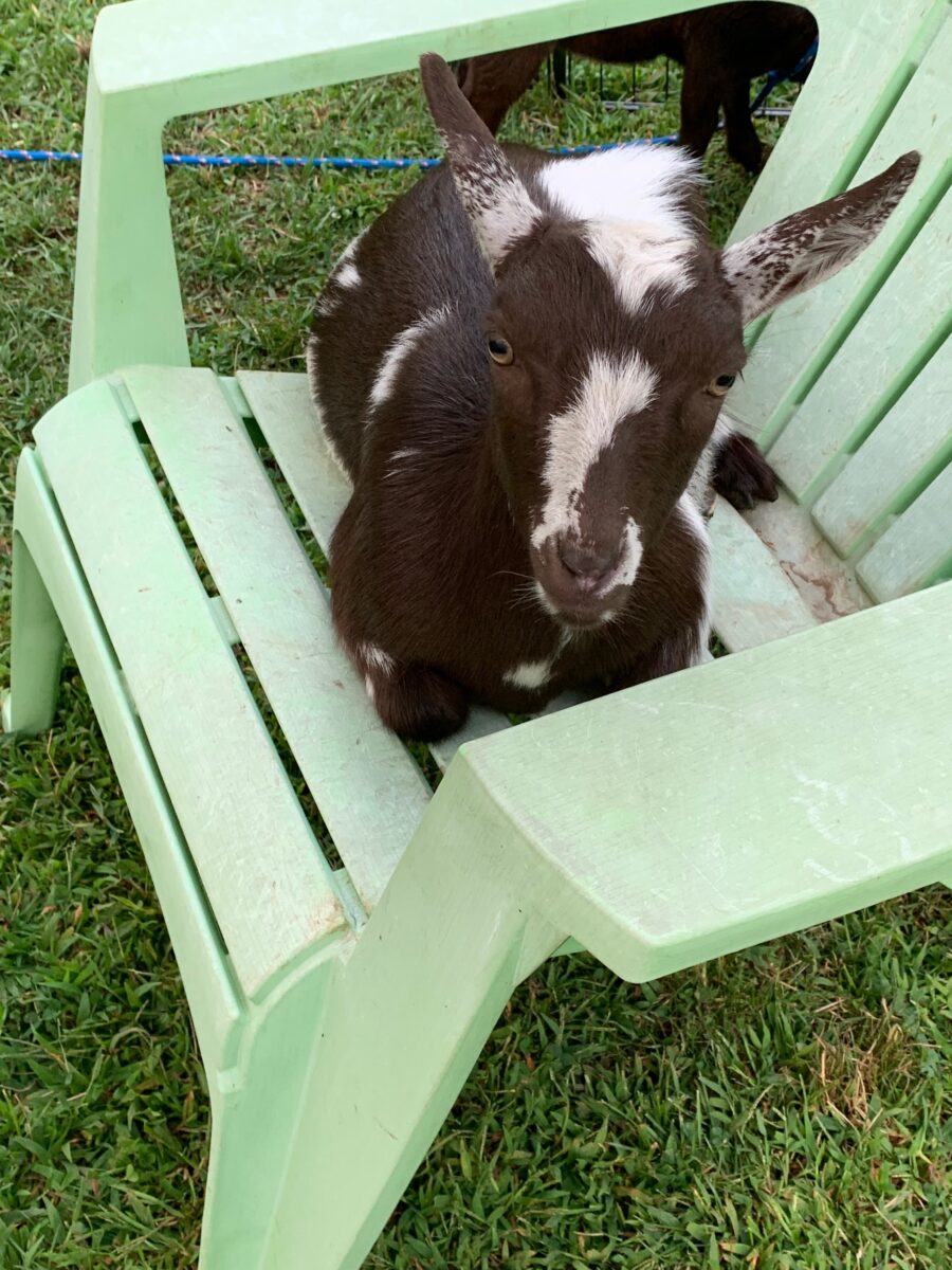 goat yoga near me