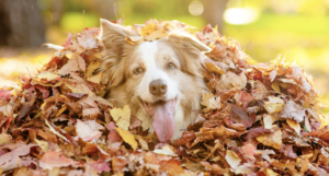 Fall wellness for animals