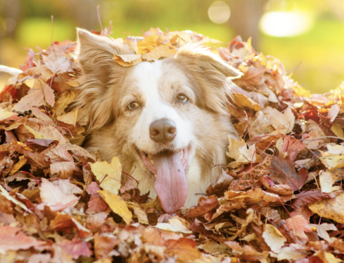 Animal Well-Being: Preparing Pets for the Transition from Summer to Fall